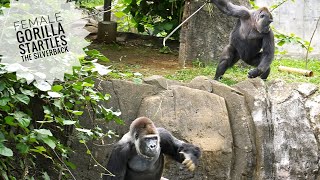 Female Gorilla trying to get Silverback’s Attention with Bold Behavior | Monta & Momoka