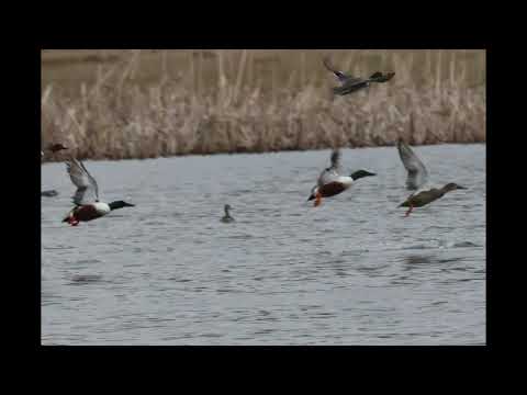 NORTHERN SHOVELER @drjahn41