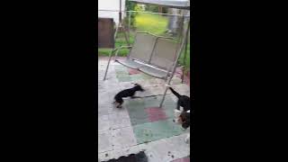 Min Pin plays with beagle basset mix