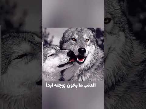 من هوا ملك الغابة الحقيقي الطب البيطري الذئب اقوة حيوان