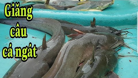 Giăng câu cá ngát_tìm kiếm thức ăn cho gia đình_trong những ngày giãn cách xã hội