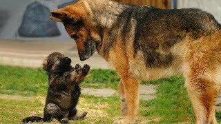 German Shepherd dogs will have you rolling on the floor by MAI PM 543,169 views 1 month ago 10 minutes, 23 seconds