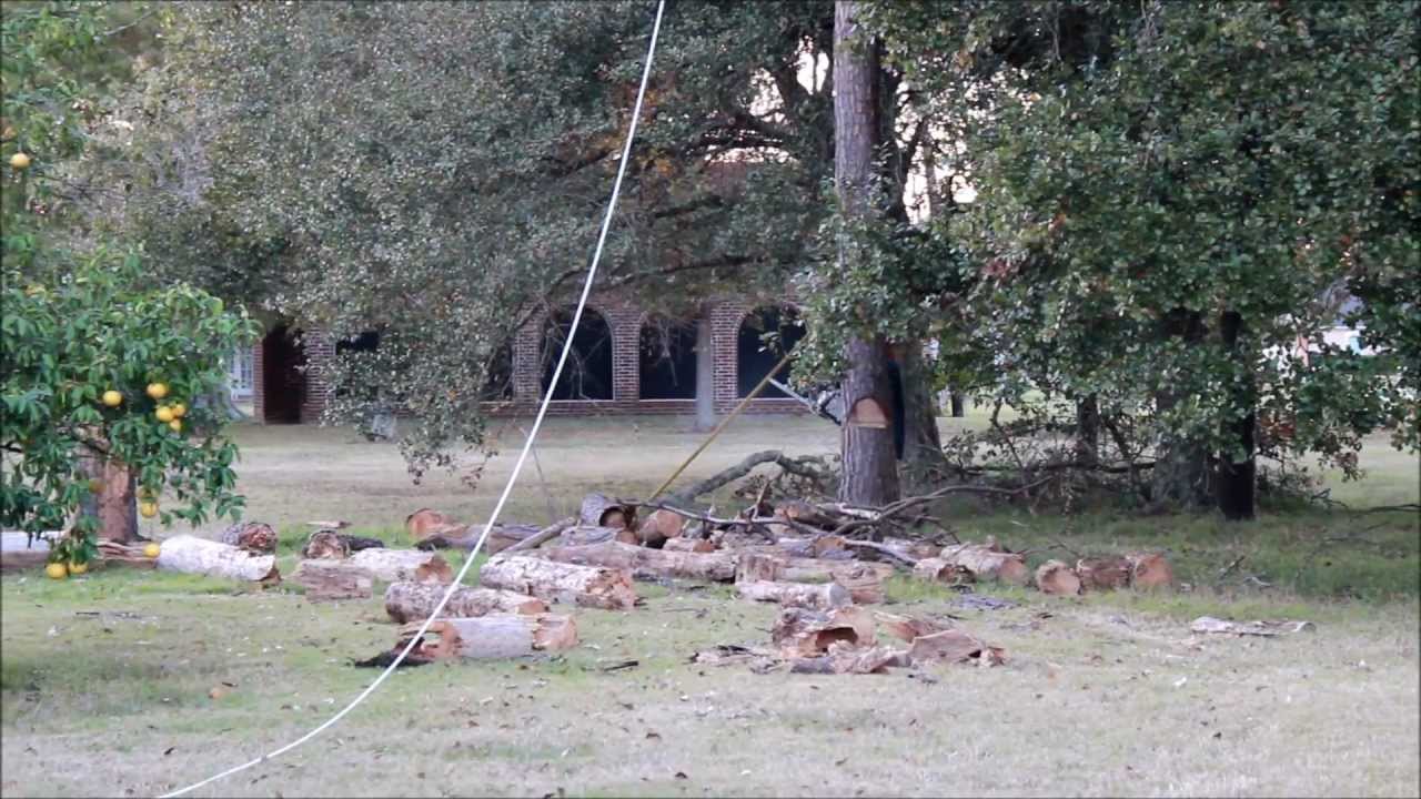 Cutting Down Dead Pine Trees With a Stihl Chainsaw - YouTube