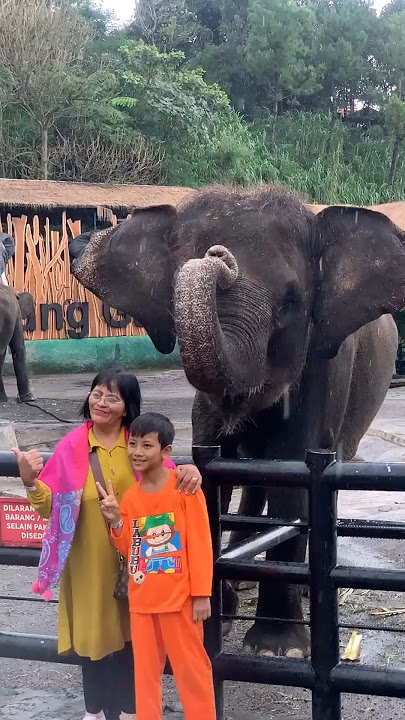 Serunya ketemu Gajah di Kampung Gajah Wisata Bandung #lembangparkandzoo @lembangparkzoo #dj #remix