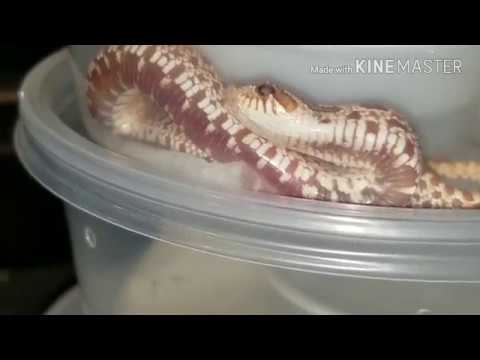 pythons for sale Vlog#165 More Babies!!!!!