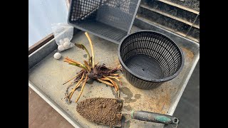 How to plant a waterlily in a basket