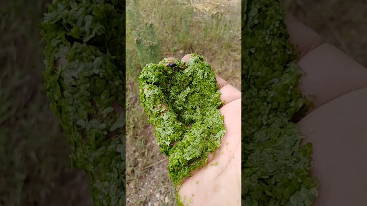 Comment gagner de l'argent avec les LENTILLES D'EAU !