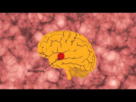 Video: Neuroimaging I Gentagne Hjerne Traumer