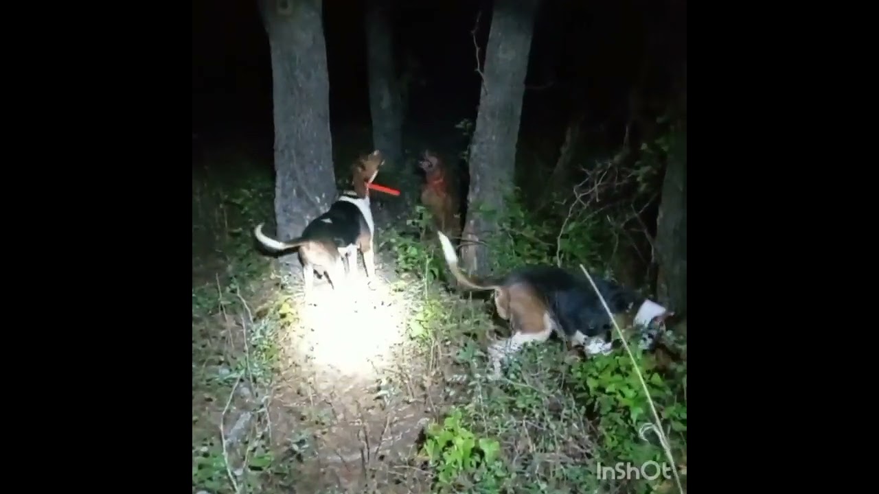 COON HUNTING WITH DOGS IN TEXAS (no raccoons was harmed in this video) YouTube