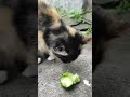 кошка ест огурец