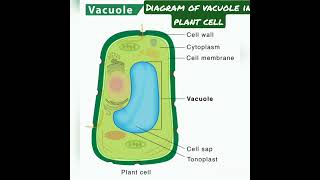 #cellbio#vacuole#diagram#cellorganelle#neet