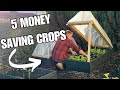 Top 5 money saving crops  growing in my front garden