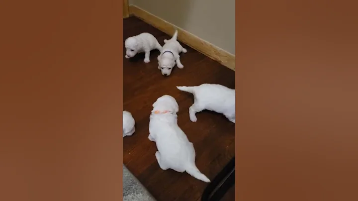 Bichon puppies on hardwood floor! 19 days old.