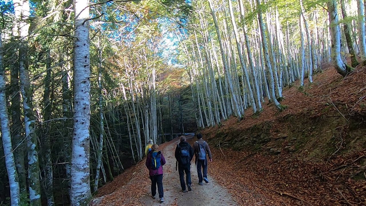 Selva de Irati. Ruta del pantano