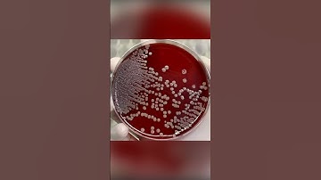 Staphylococcus aureus on blood agar #shortvideo