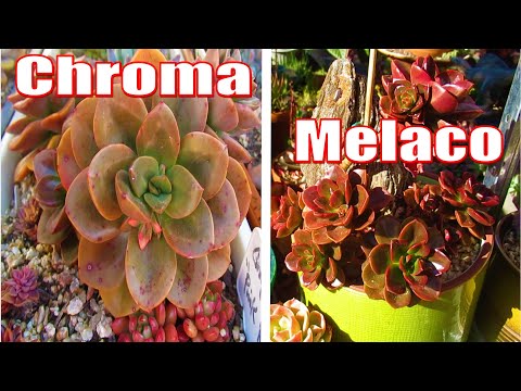 וִידֵאוֹ: מידע על Echeveria 'Chroma' - טיפים לגידול סוקולנטים של Chroma Echeveria