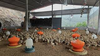 How to Care for Chicks | What Changes at 15 Days Old? 🐥