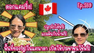 [ep.239]🇨🇦พื้นที่ของรัฐ ปลูกผักฟรี! แถมดิน!แถมน้ำ!ฟรีจร้า ดอกแคฝรั่ง เจอครั้งแรก!