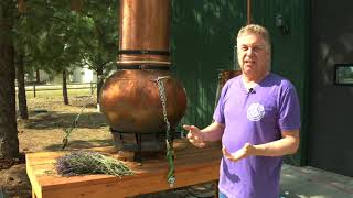 Lavender Essential Oil & Hydrosol Distillation | Aromatics International