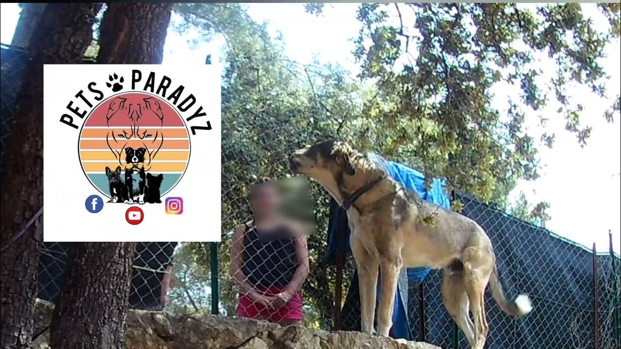 Berger de kangal croisé X YouTube
