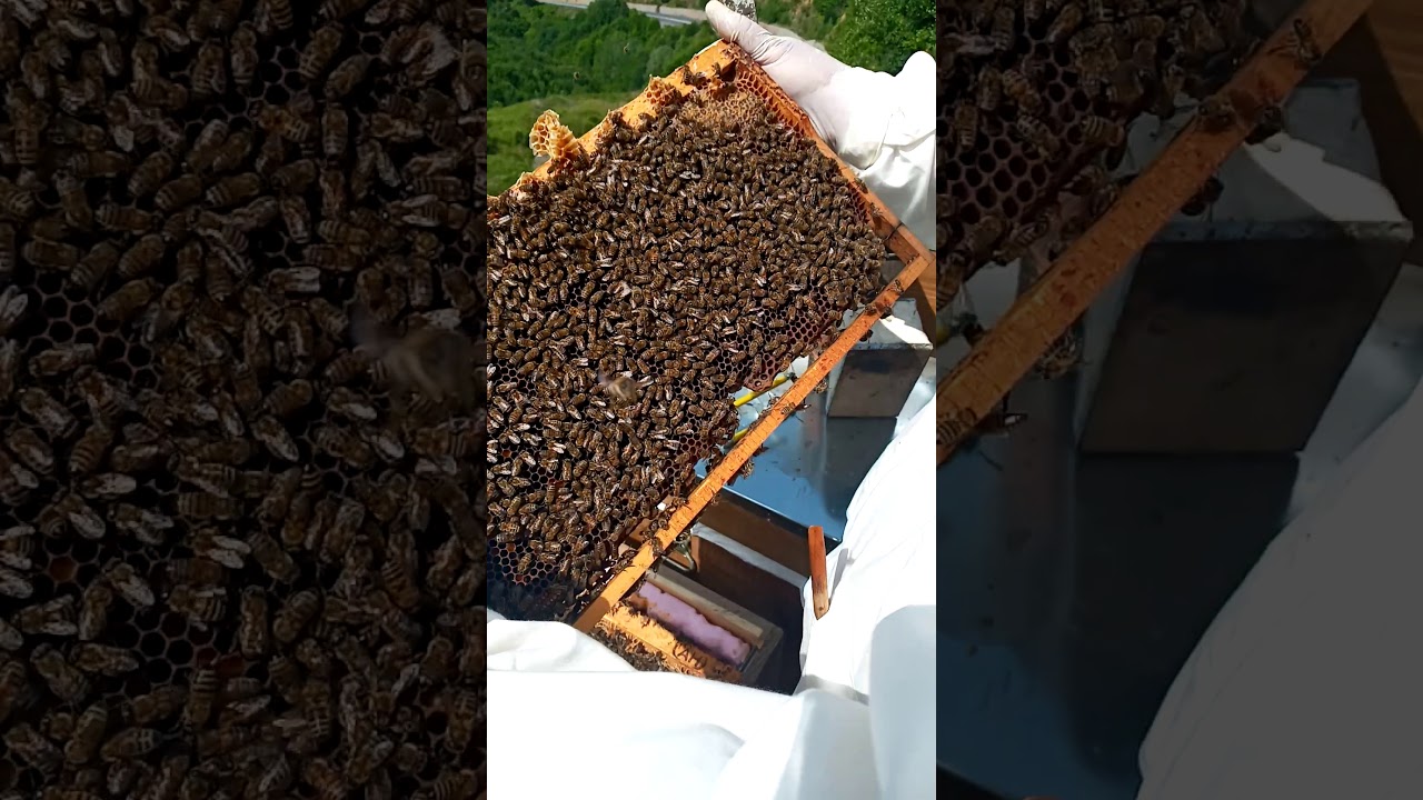 NİTELİKLİ BİR BÖLME NASIL OLUR? (AYNI ARILIKTA NİTELİKLİ BÖLME NASIL OLMALIDIR)