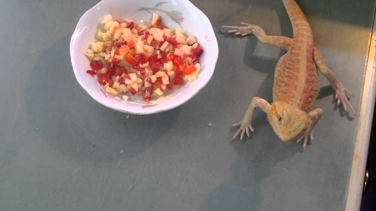 How Much Apples Can A Bearded Dragon Eat?