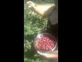 Arbol autoctono uruguayo