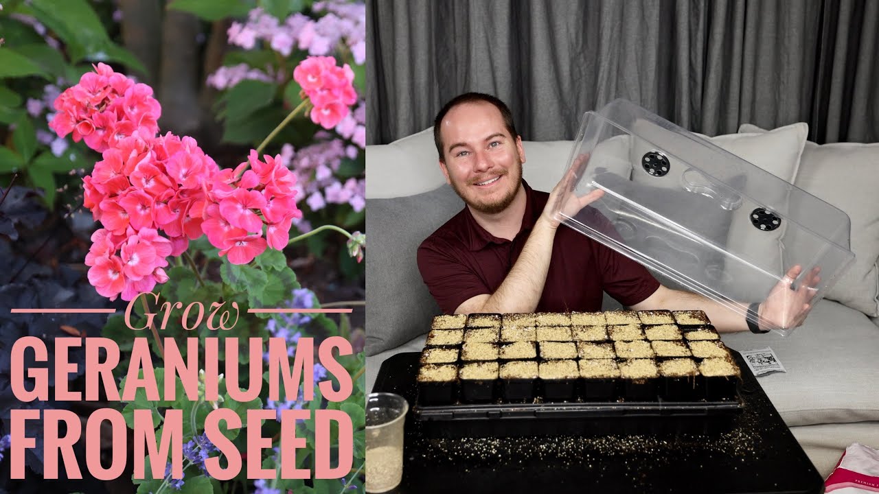 Let's Grow Geraniums from Seed Together (plus my seed starting mix)