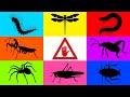 Insect: Caterpillar, Frog Leg Beetle, Mantis, Grasshopper, Millipede, Cockcroach, Tarantula, Gecko
