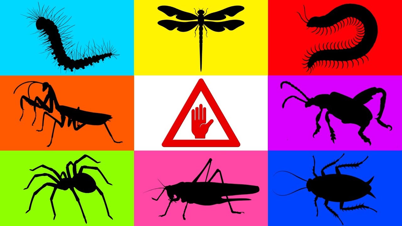 Insect: Caterpillar, Frog Leg Beetle, Mantis, Grasshopper, Millipede, Cockcroach, Tarantula, Gecko