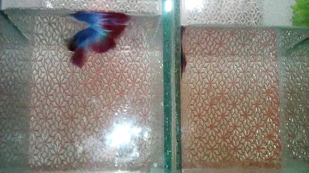 adu ikan cupang vansi YouTube