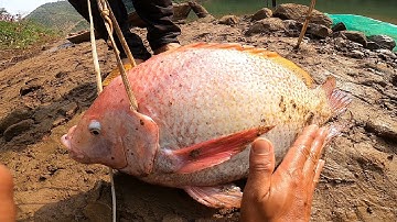 Câu tay đụng cá DIÊU HỒNG KHỦNG sông Thủy Điện Đồng Nai 5 | Big fish fishing in the river | 1-2-2024