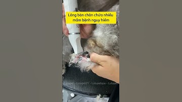 TÔNG ĐƠ ĐA NĂNG 4IN1 cắt tỉa đa vị trí cho bé cưng mà Sen nào cũng muốn sở hữu nè #pets #chomeo
