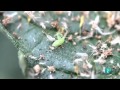 El escarabajo verde - Insecticidas sin factura