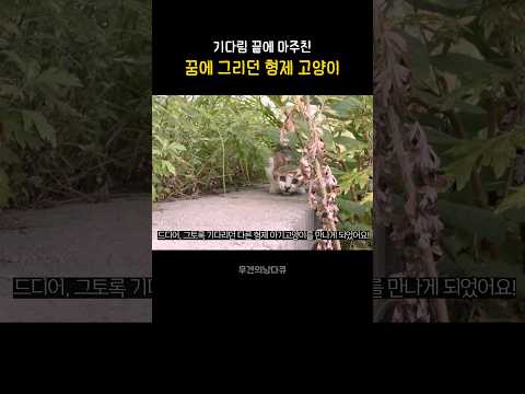 기다렸던 형제고양이를 드디어 만났어요