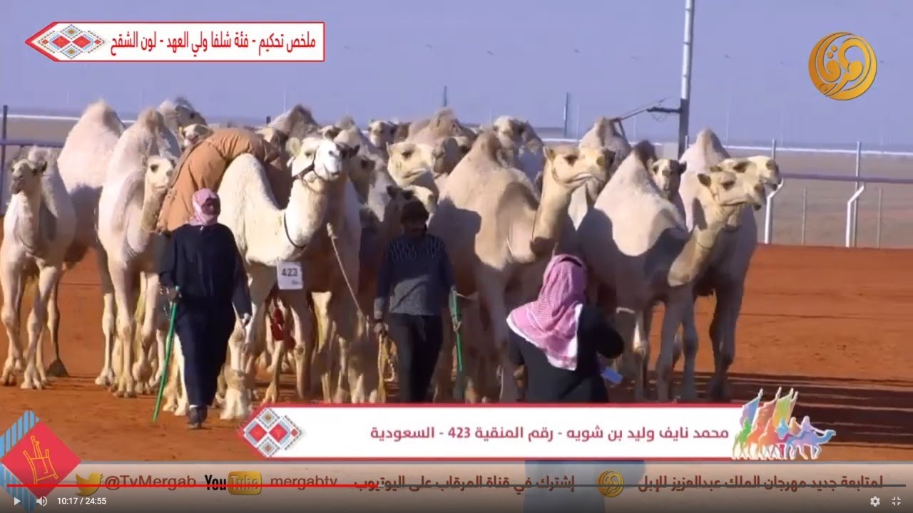 ملخص تحكيم - فئة شلفا ولي العهد - لون الشقح 