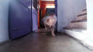 Labrador Dogs Reaction To Invisible Challenge