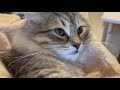 ルーティーン「窓辺の子猫」と子猫-CatVlog 45