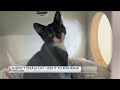 Suspect steals cat, uses it to rob bank
