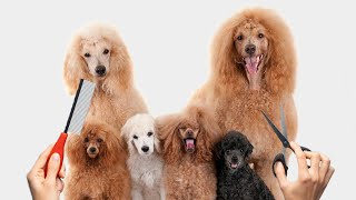 Poodle Haircuts: 10 Essential Tips