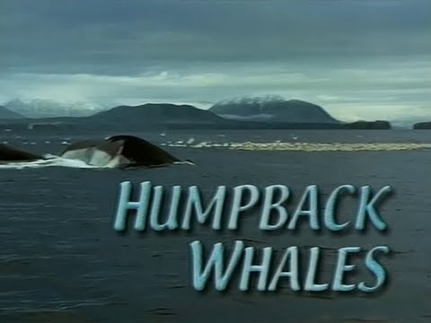 Nature - S18E07 - Humpback Whales (January 9th 2000) - YouTube
