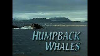 Nature - S18E07 - Humpback Whales (January 9th 2000)
