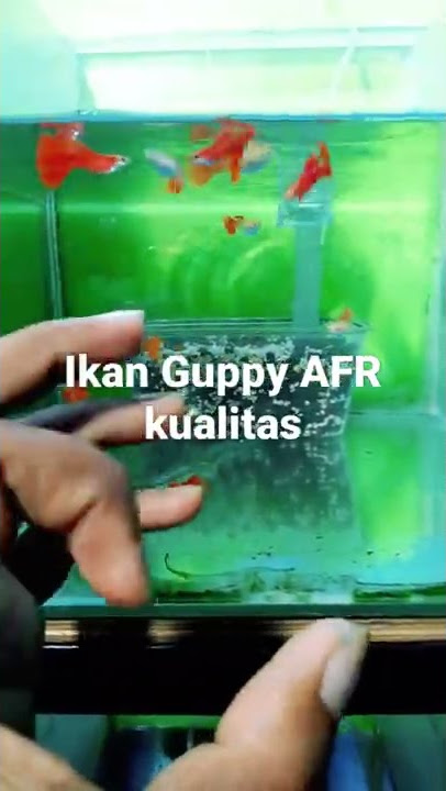 ikan Guppy afr kualitas terbaik