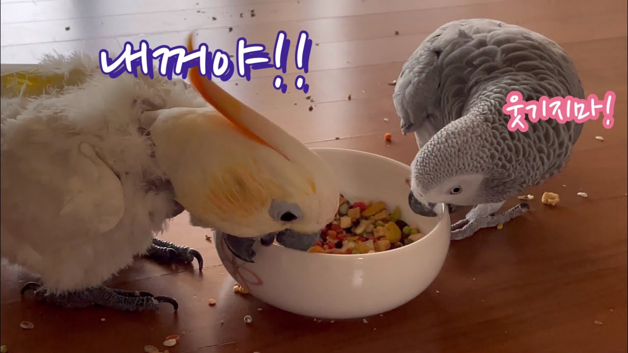 이 밥은 내꺼! 저 밥도 내꺼! 다 내꺼!! 🐷 #알곡ASMR