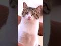 【保護猫】音楽が鳴ると暴れ回る猫