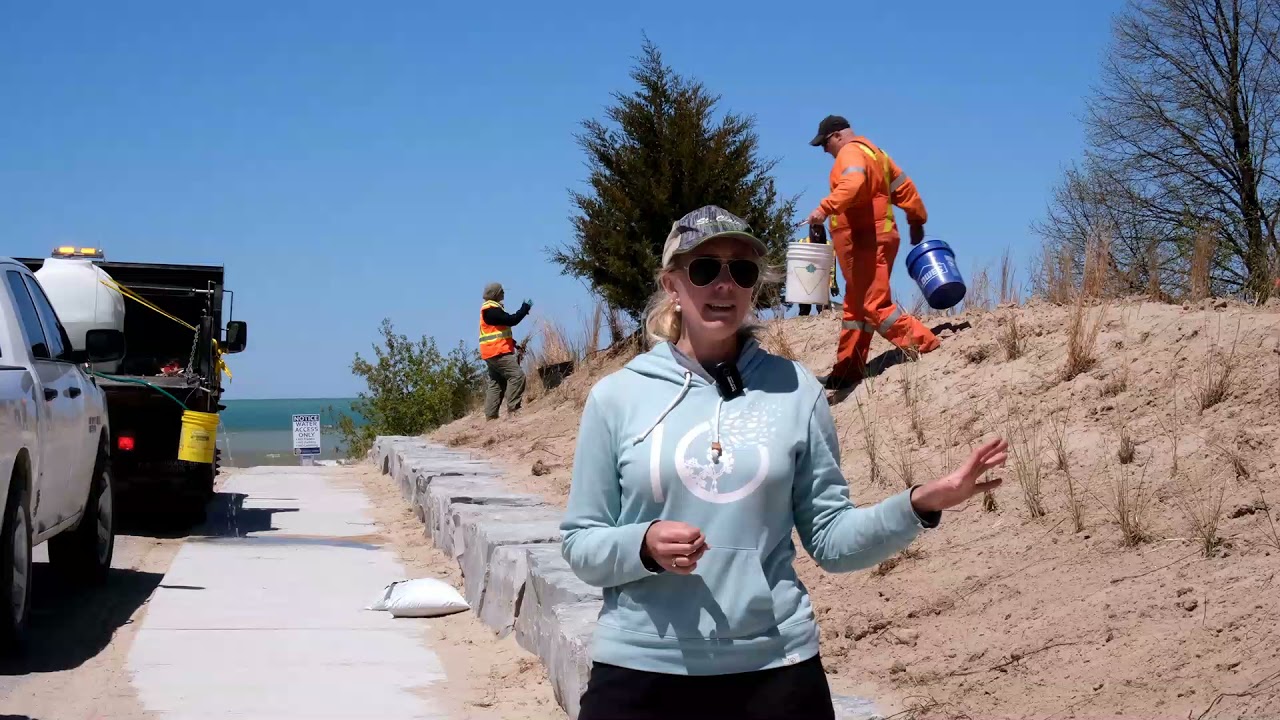 Ipperwash Dune Grass
