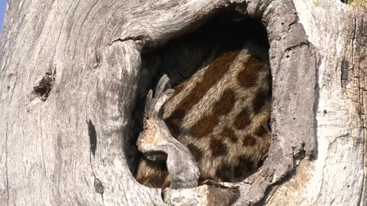 sindile faku July 24, 2017 - Sunrise - Ale checks up on the Genet in the Tree