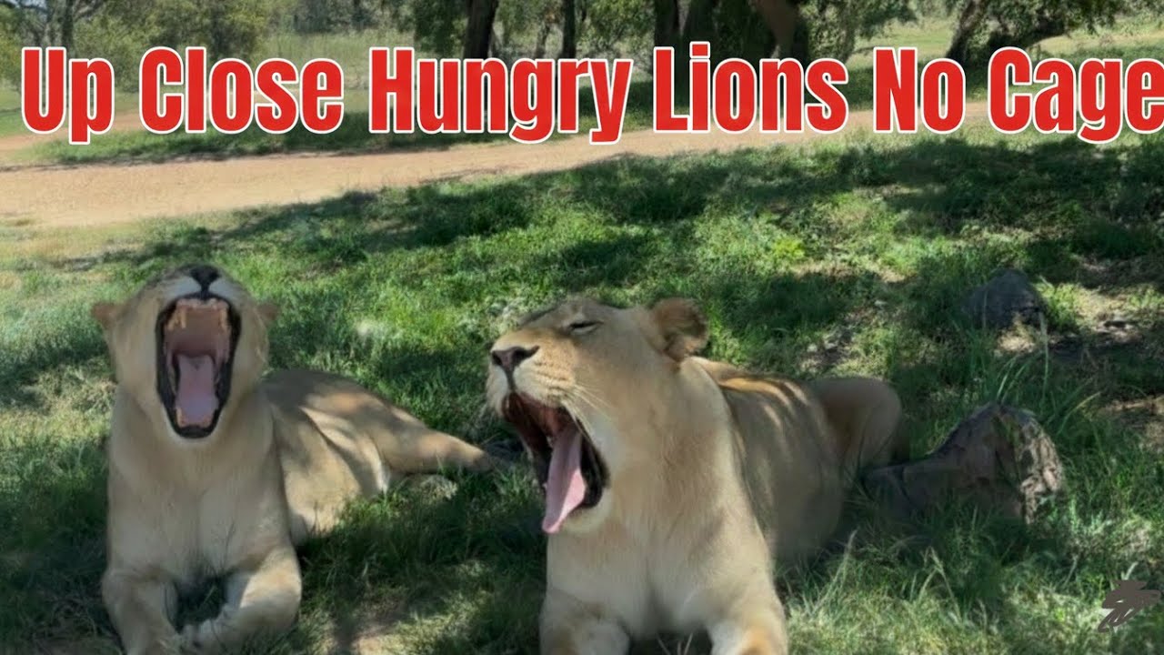 Up Close with ANGRY LIONS (No Cage!) 😱 Lions #Safari #WildAnimals #Africa #lionandsafari 