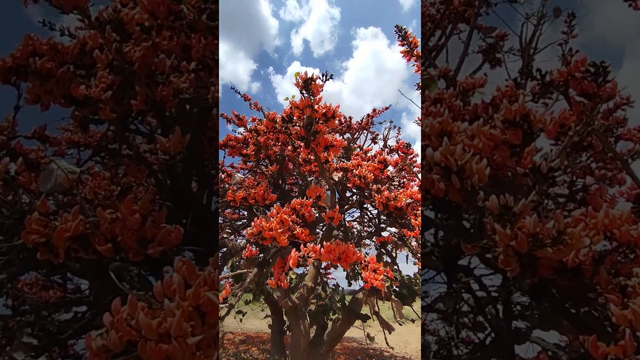 flame of the forest tree
