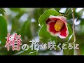 椿の花が咲くころに